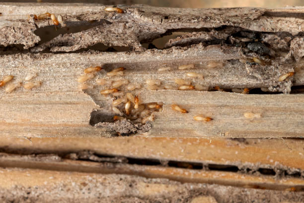 Best Termite Control Services  in North Great River, NY